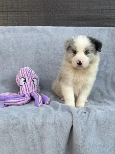 Border collie - Slate Merle Boy