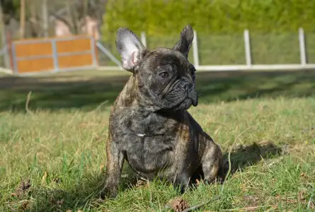French Bulldog - Hiro