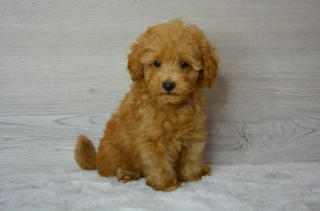 Poodle Miniature - Riven