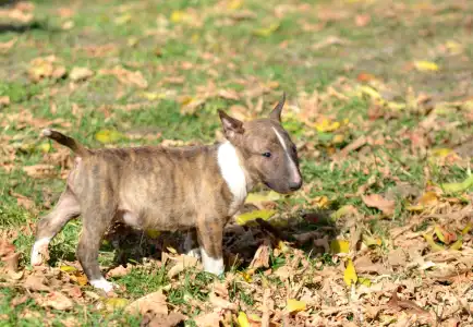 Miniature Bull Terrier - Gizmó