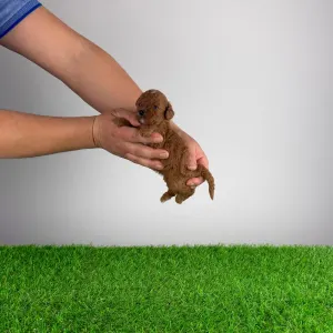 Trpasličí pudl - Livio