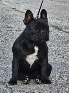 Bouledogue français - Victoria s Grande Annie