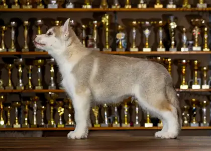 Szibériai husky - Saint Michael Island Im Above Everything 