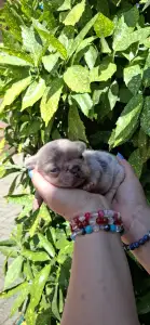 Francia bulldog - Hedy
