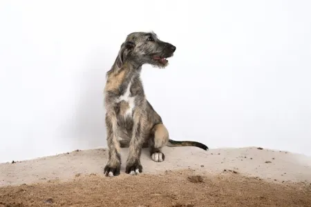 Irish Wolfhound - Bodza