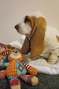 Basset Hound - Arlin