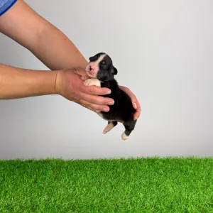 Australian Shepherd - Cash