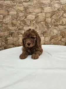 Мальтипу - Anett