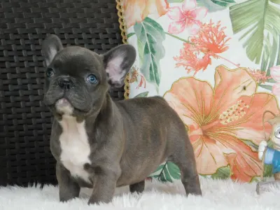 French Bulldog - Echo