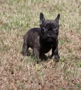 Bouledogue français - Lyon