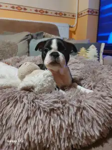 Boston Terrier - Pompás ( Prancer )