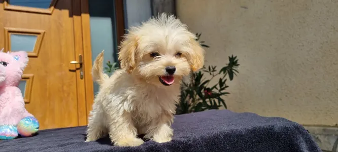 Maltipoo - Hope