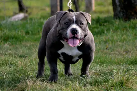 American Bully - Pocket - Pálma