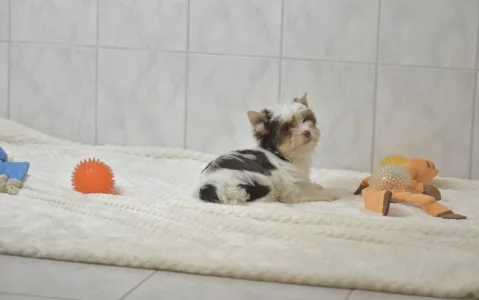 Бивер-йоркширский терьер - Ria Orient 