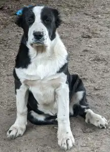 Central Asia Shepherd Dog - Dukhtar Iz Zamka Larisi