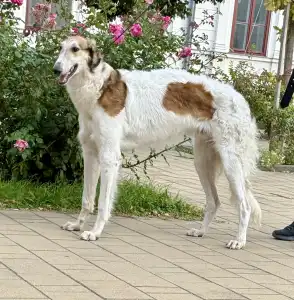 Orosz agár - Carskiy Favorit Vihr’ 