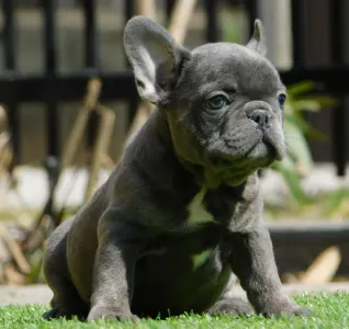 Francouzský buldoček - Chloe