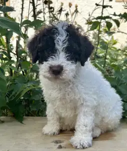 Lagotto Romagnolo - Big Nose Kate