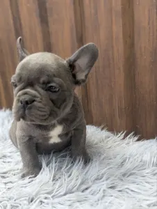 Francia bulldog - Richie