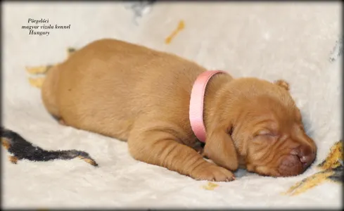 Rövidszőrű magyar vizsla - Pinkily