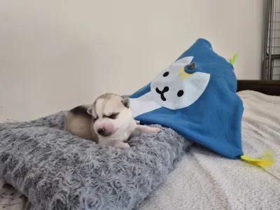 Sibiřský husky - Ash Muffin