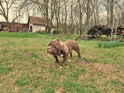 American Bully - Pocket - Dakota