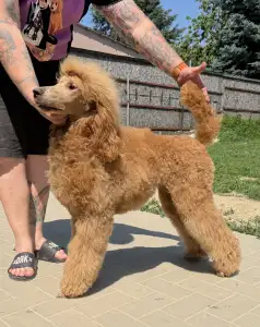 Poodle Standard - Jet’aime Charm