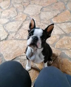 Boston Terrier - Fibi
