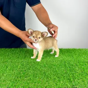 Chihuahua - Kwai