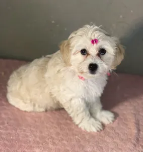 Maltipoo - Mila