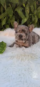 Bulldog francese - Dexter 