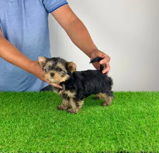 Yorkshire Terrier - Wolke