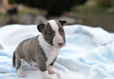 Miniatűr bullterrier - Koda