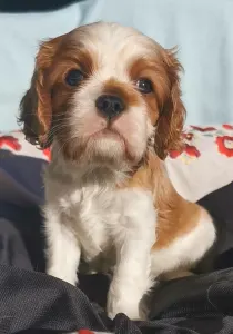 Cavalier King Charles Spaniel - Fonzie