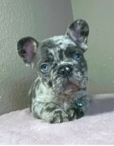 Buldog francuski - Arnold
