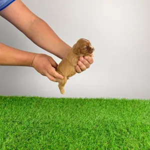 Cavalier King Charles Spaniel - Eddie