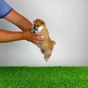 Shiba - Sachi
