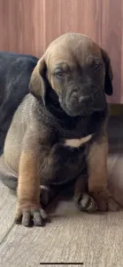 Mastiff brazilian - Adriana