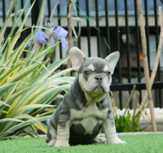 Francia bulldog - Lara