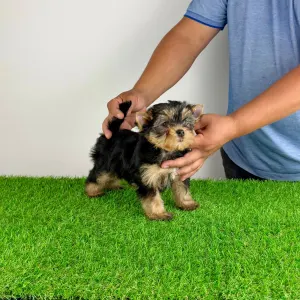Yorkshire Terrier - Axa