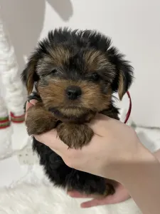 Yorkshire Terrier - Cindy