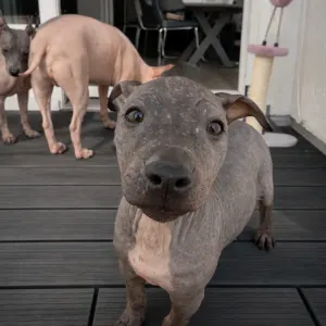 Amerykański nagi terier - Shiny Dog Fabius 