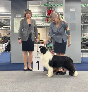 Border Collie - Leclway 