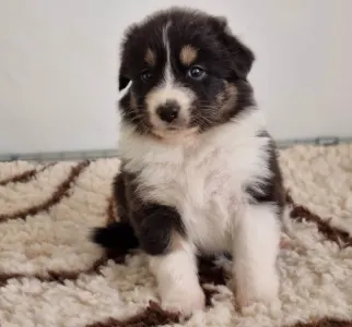 Australian Shepherd - Delwyn