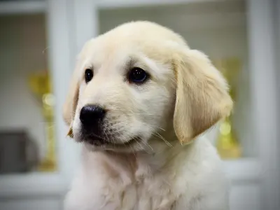 Central Asia Shepherd Dog - Jaro
