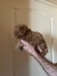 Toy Pudel - Poodle Toy F Red