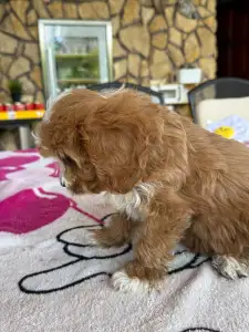 Cavapoo - Boni