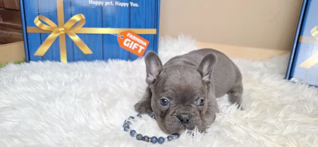 French Bulldog - Zénó 