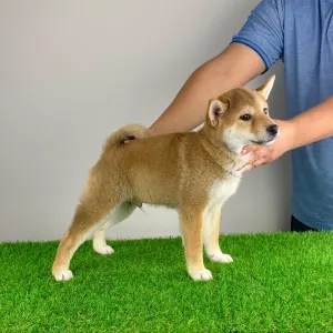 Shiba - Ilfov