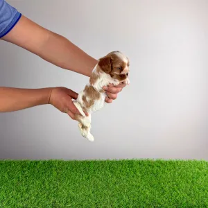 Cavalier King Charles Spaniel - Isabelle